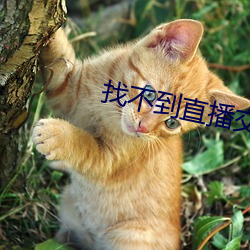 找不到直播交友