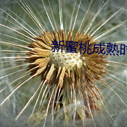 新蜜桃成熟時