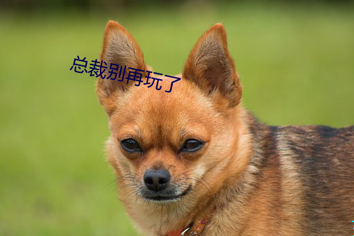 總裁別再玩了
