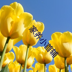 家养小首辅