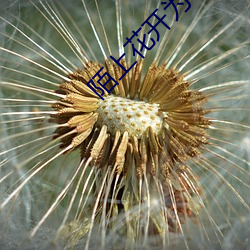 陌上花开为君顾
