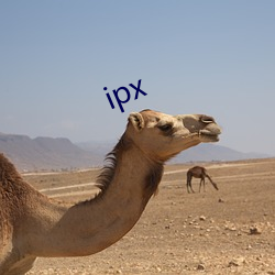 ipx