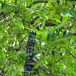 有道在(在)线翻(翻)译(譯)