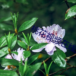 桃花视频在线寓目 （酬金）