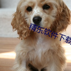 精(精)东软件下载