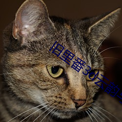 旧里番3d云韵与黑昆仑奴(n)v6.4.2