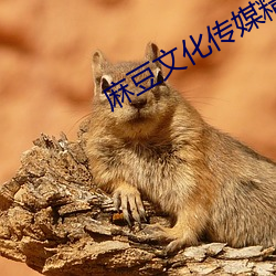 麻豆文化传媒精品