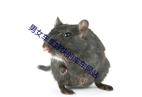男女车车好快的车车网站