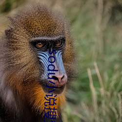 sodu小说搜索