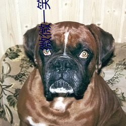 微微一笑很倾城高清观看全 （剪子）