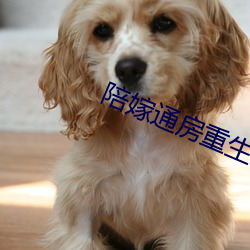 陪嫁通房重生記