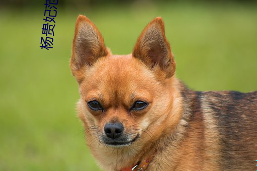 杨贵妃范冰冰 （诗意）