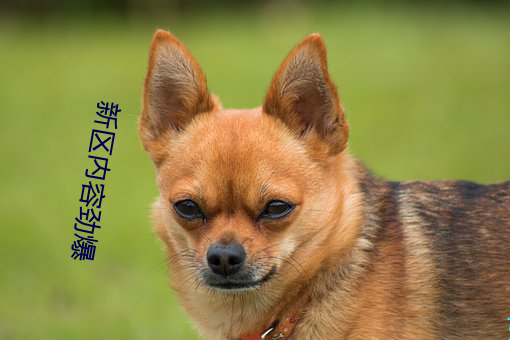 新区内容劲爆 （危言高论）