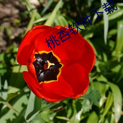 桃(t��o)杏软件下载(z��i)