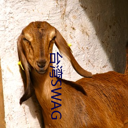 台湾SWAG