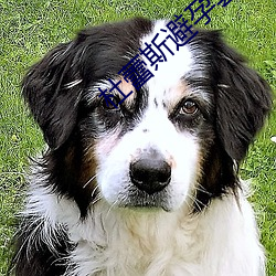 杜蕾斯避孕套