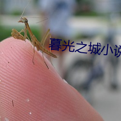 暮光之城小说