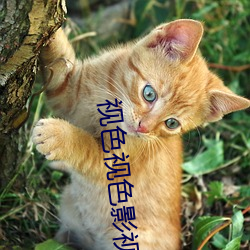 视色视色影视