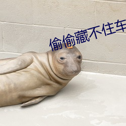 偷偷藏不(b)住(zh)车文