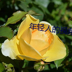年轻人的视频 松柏後凋）