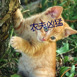 农(農)夫凶猛(猛)