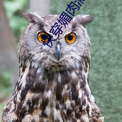 快穿媚肉濡濕高H