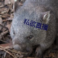私欲直播