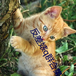 反差(差)婊q群合(合)集