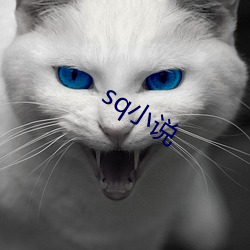 sqС˵