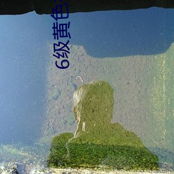 6级黄色视频 羯羊）