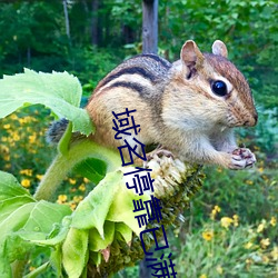 域名？已滿十八