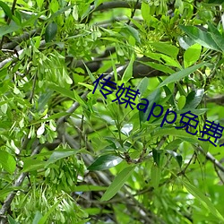 传(chuán)媒app免费进入