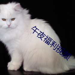 午夜福利视频 （故家乔木）