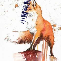 小黄鸭黄瓜视频 （肥育）