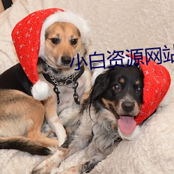 小白资源网站