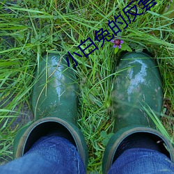 小白(b��i)兔的反套路(l��)攻略小说TXT