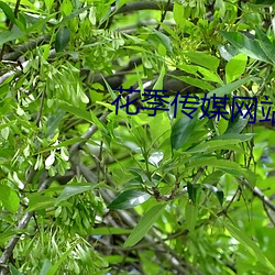 花(huā)季传媒网(wǎng)站