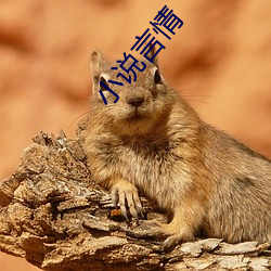 小说言情