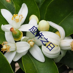 应许(許)之日
