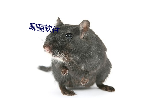 聊骚软件