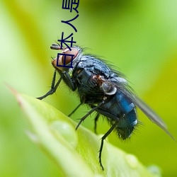 日本人是SB吗