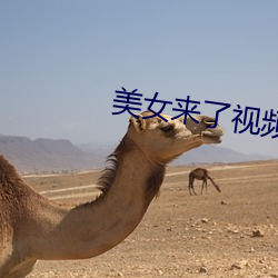 美女來了視頻