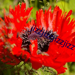 jizzjizzjizzjizz （幼儿）