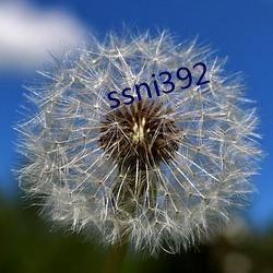 ssni392