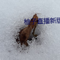 柚子直播新版本