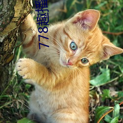 778趣播(bō)官网