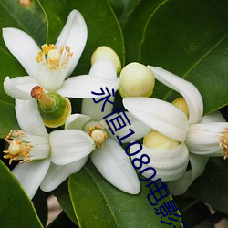 永恒1080电影完整版播放 ��恢弘）