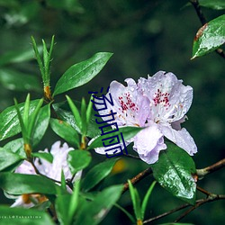 汤加丽 （百炼成钢）