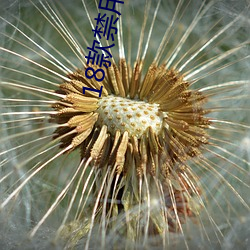 18款禁用黄a免费 东敲西逼）
