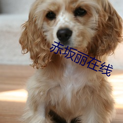 赤坂丽在线